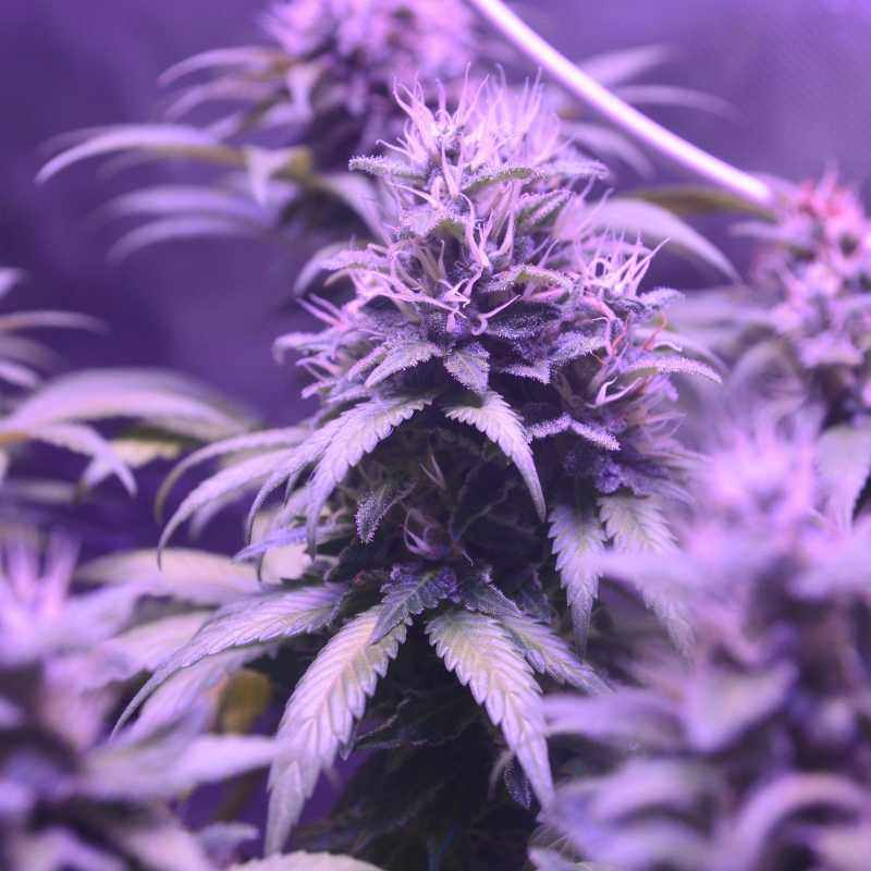 up close shot of a mature bud