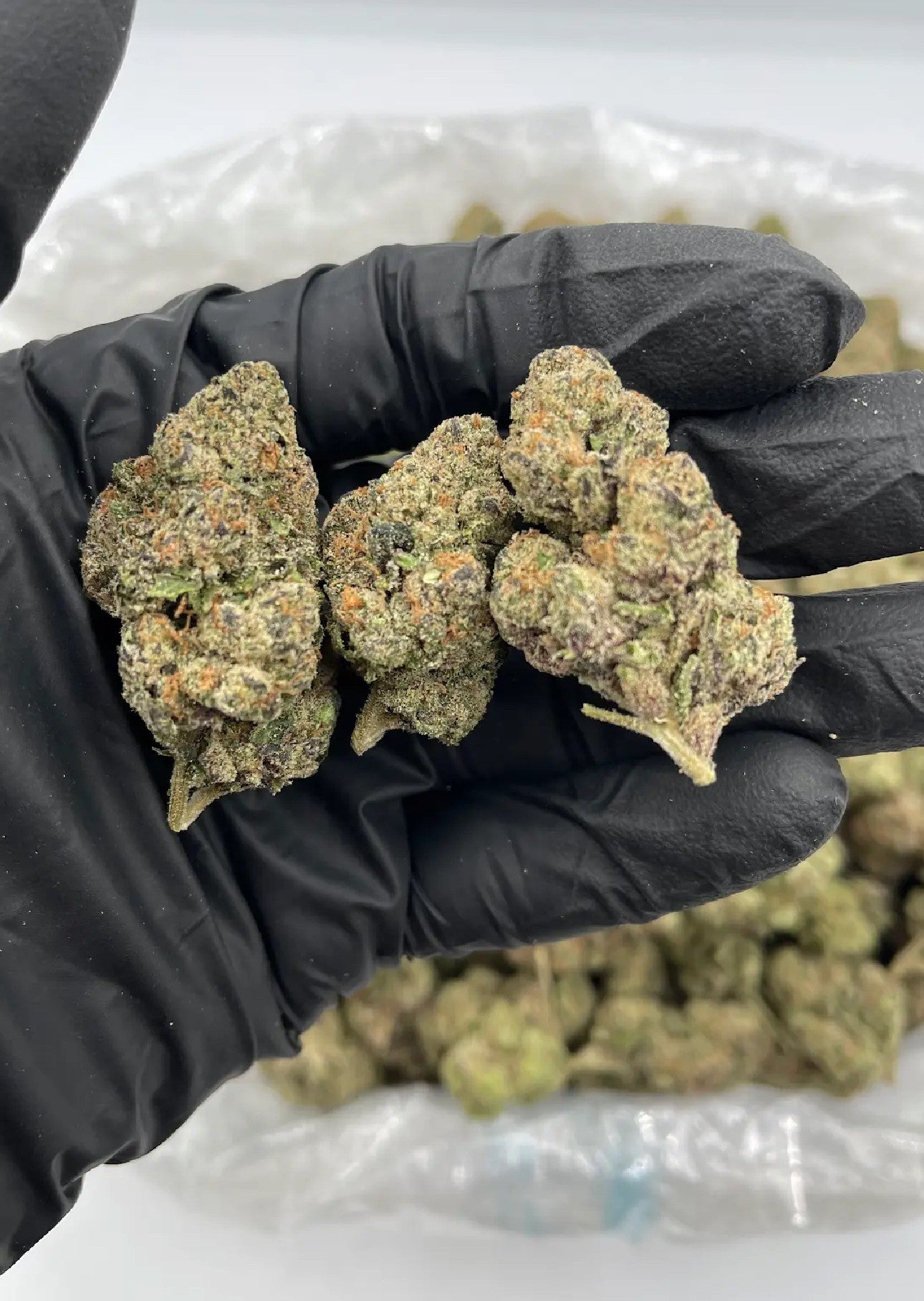 GELATO 41 TOP SHELF / EXOTIC FLOWER
