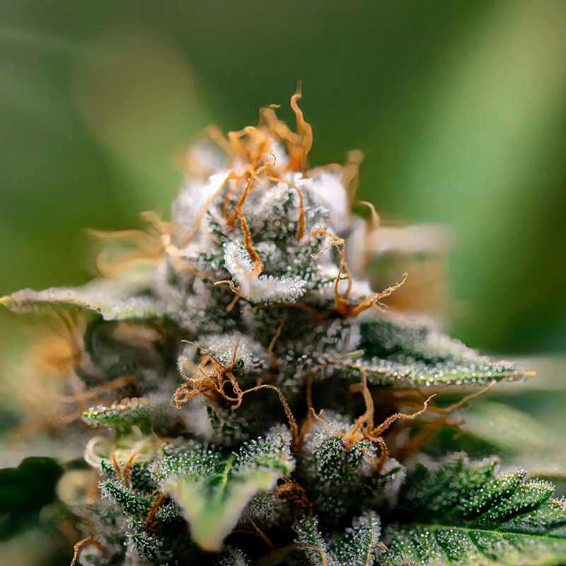 Close-up of frosty trichomes on top-shelf THCa hemp flower