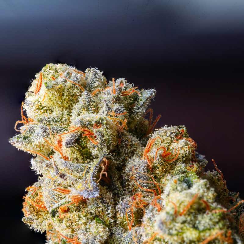 close up shot of cannabis bud